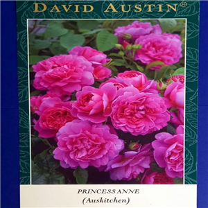 David Austin Princess Anne